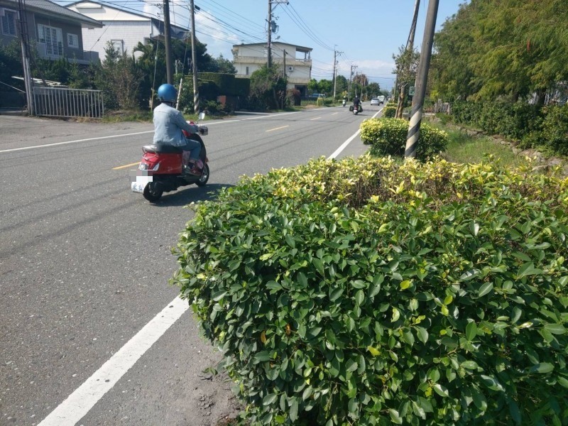 羅東通往三星的交通要道、196縣道尾塹路段，種植的黃金榕枝幹侵占路面，被形容為機慢車殺手，縣議員陳文昌希望縣府協助移樹。（記者張議晨攝）