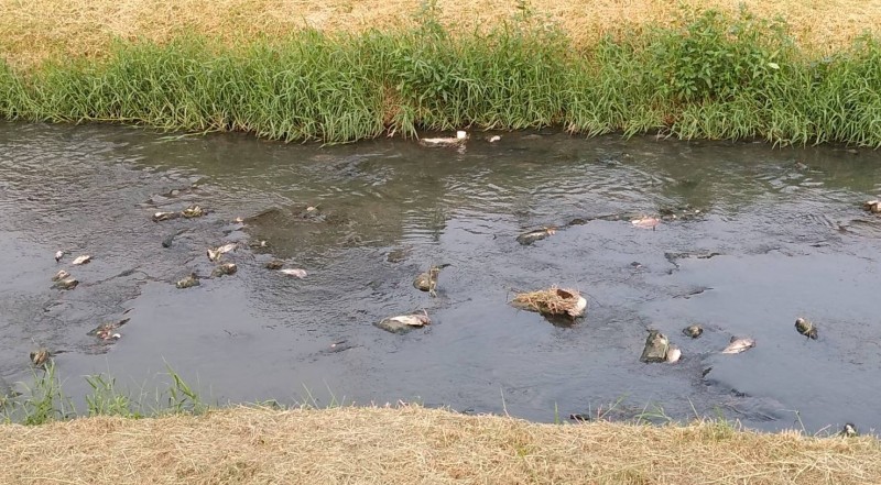 鳳山溪今又出現死魚。（記者陳文嬋翻攝）