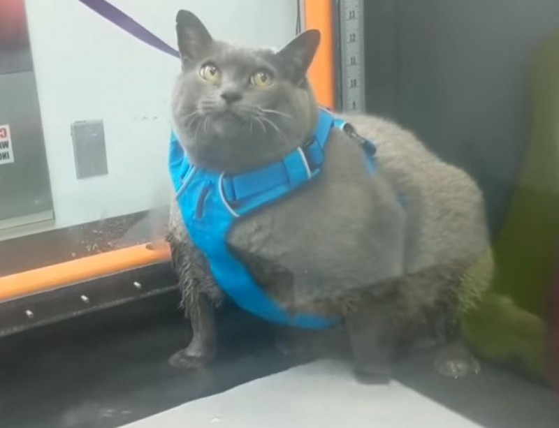 美國華盛頓州11歲胖貓貓Cinderblock努力減肥，網友看到影片都被融化了。（圖擷自Northshore Veterinary Hospital臉書）