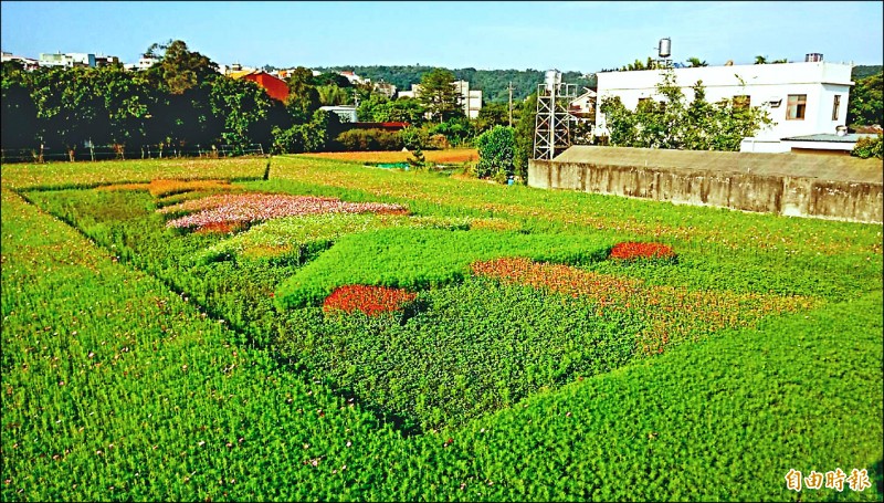 桃園花彩節大溪展區的「生命之光，好運相隨」創意花田，是「橫躺」有43公尺的耶誕樹圖騰。（記者李容萍攝）