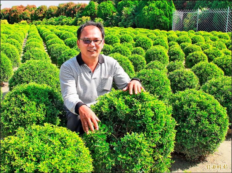 園主張至辰手指遭旅客坐出一個洞的「波波草」，修復需要半年以上。（記者陳冠備攝）