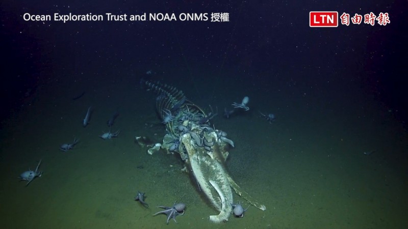 鸚鵡螺號發現「鯨落」奇觀。（圖片由Ocean Exploration Trust and NOAA ONMS授權）