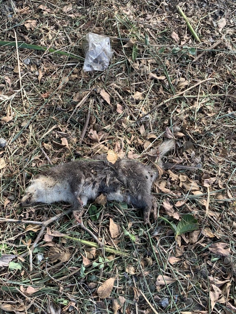 環團在桃園頭寮大九芎步道旁發現鼬獾的屍體，立即通報林務局，屍體將盡速化驗，是否感染狂犬病。（林長茂提供）