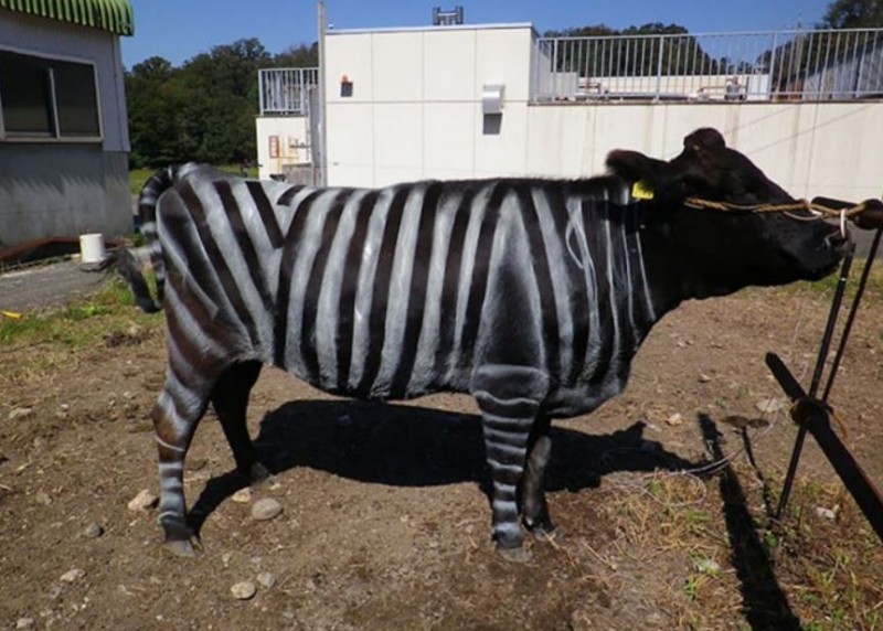 日本科學家發現，在牛隻身上塗上紋路，能有效驅趕昆蟲侵擾。（圖擷自Plos One網站）
