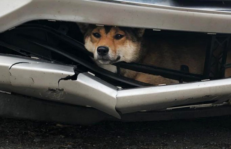 一名女駕駛開在路上時撞上一隻名叫可可（Coco）的柴犬，而這隻柴犬被撞上後，卡進了汽車的保險桿內，不過這名女駕駛卻渾然不知。直到開了45分鐘的路程後，她下車檢查才驚覺自己不慎撞上了這隻倒楣的柴犬。（美聯社）