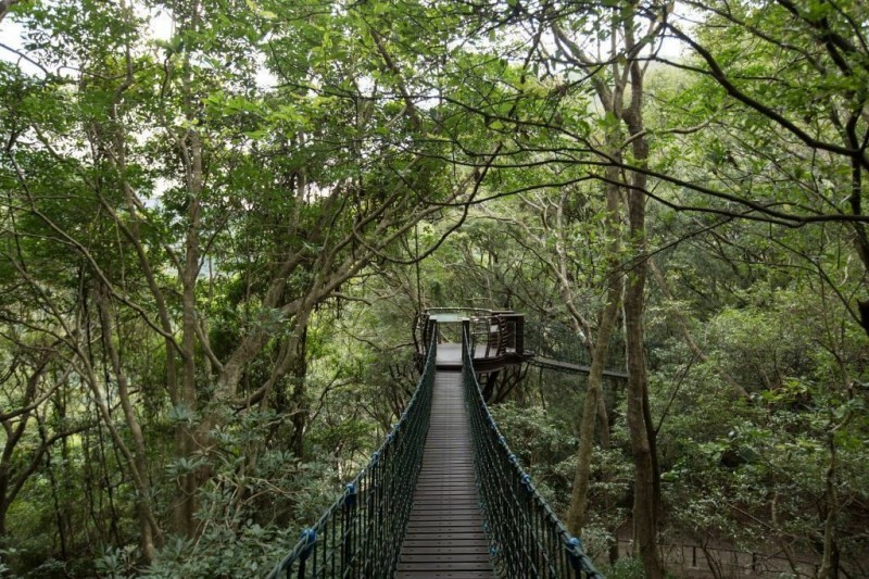 和風山莊推薦「巴陵古道」，走進架高的生態探索繩橋，愛好大自然的旅客，可以盡情觀賞樹冠層與昆蟲生態之美。（記者陳恩惠翻攝）