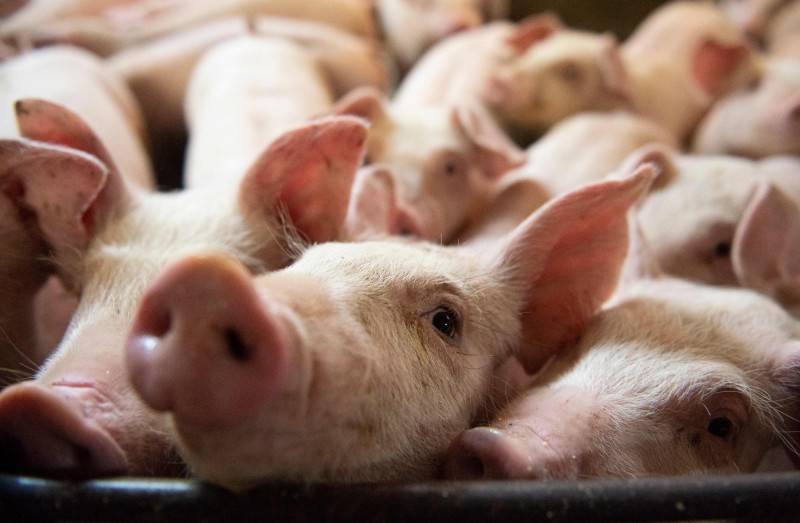 中國恢復進口加拿大豬肉及牛肉，加國前駐中國大使表示，中國豬肉儲備已耗盡，考慮到公眾壓力，政府才決定恢復進口加拿大肉類。（法新社）