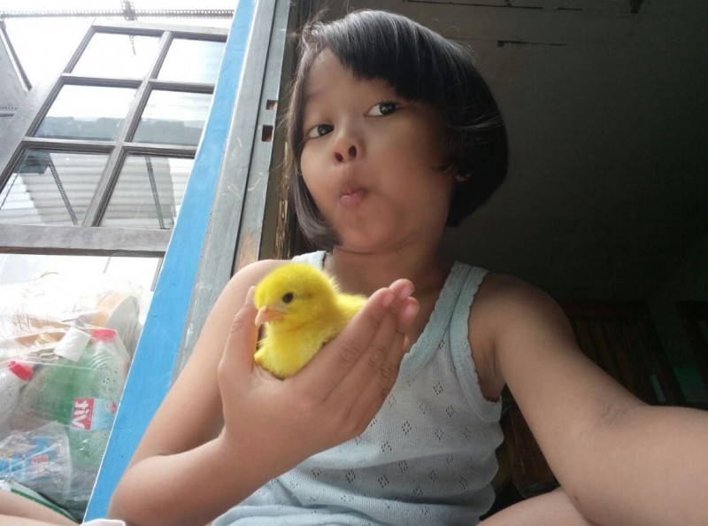 一名參加「養小雞計畫」女童的姐姐，在推特上發了一系列「妹妹養雞照」以及影片，照片中能看到，原本妹妹單手就能抓住的黃色小雞，經過細心照顧後，竟長成雙手才能抱起的大公雞。（圖擷取自推特）
