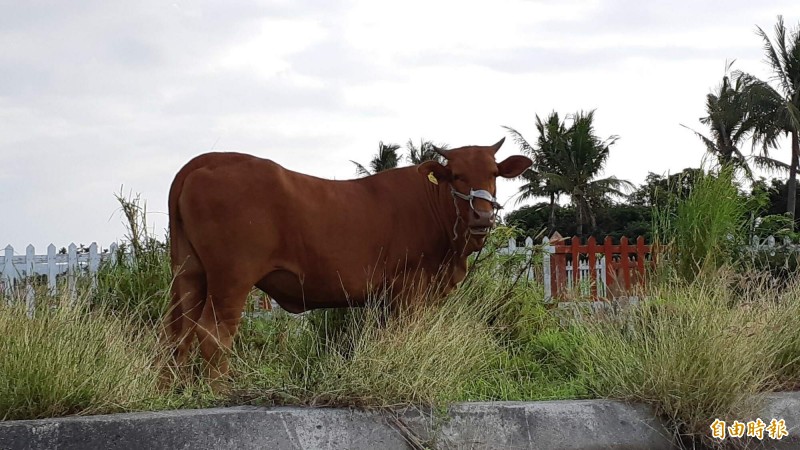 台東縣政府已加強牛隻飼養管理。圖中之牛與新聞事件無關。（記者黃明堂攝）