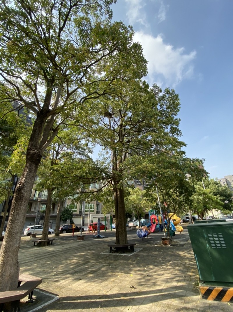 新竹縣環保局連日接獲竹北市東區居民陳情後，前往六家五路等地現勘，發現當地種植大量黑板樹正值花季，開花期間會散發一種類似塑膠味，夜間尤其明顯，瀰漫局部區域，與部分陳情內容相符，因此不排除異味與此有關。（記者廖雪茹翻攝）