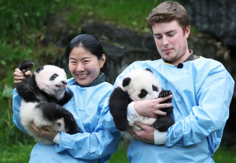 比利時布普日列特（Brugelette）天堂動物園（Pairi Daiza）昨天為龍鳳胎大貓熊寶寶舉行「百日慶典」時，公布牠們被命名為「寶弟」（Bao Di）、「寶妹」（Bao Mei），意即首隻於比利時出生的大貓熊「天寶」（Tian Bao）的弟弟和妹妹，而牠們最快在12月14日就能「公開亮相」！（路透）