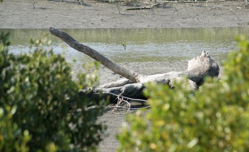 吳純裕在朴子溪畔看到有如「巨人曬鳥」的漂流木。（吳純裕提供）