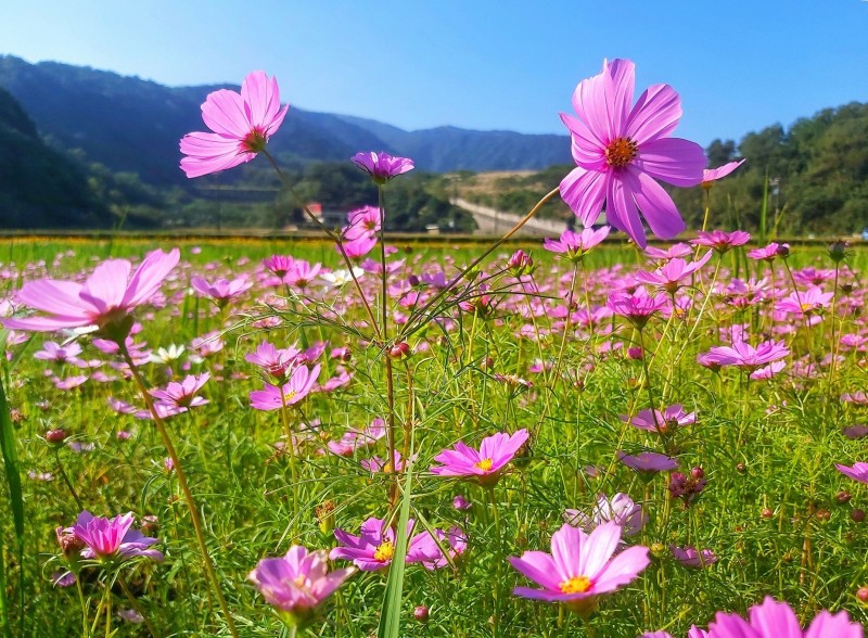 金山期間限定的賞花秘境「稻響花鄉」，能欣賞到稻子與波斯菊交錯生長的景致。（新北市綠美化環境景觀處提供）