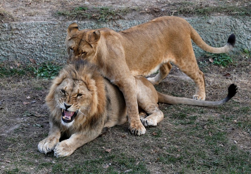 南非過去一個月內，已發生3起盜獵者屠殺獅子的事件。（路透社）