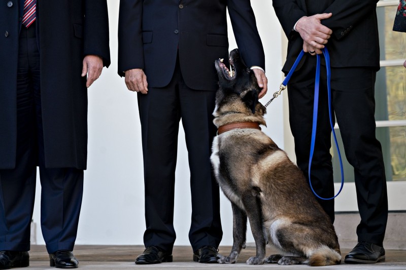 追殺is首腦立大功 美軍戰犬 柯南 赴白宮接受川普表揚 國際 自由時報電子報
