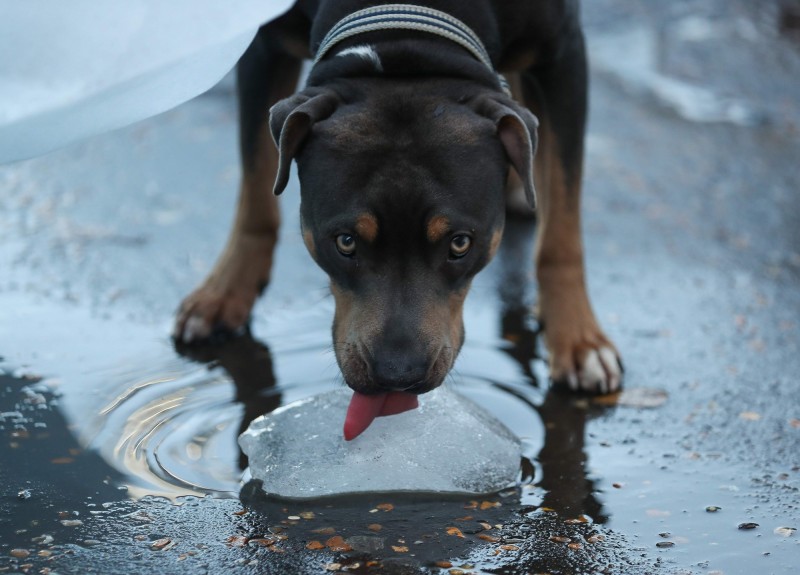 離奇 他被愛犬活生生 舔死 即時新聞 自由健康網