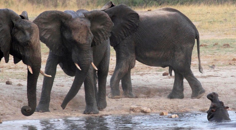 辛巴威萬基國家公園（Hwange National Park）的一個水坑旁，一群大象看對著河馬。（路透）