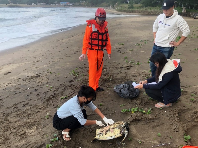 新北市三芝新庄子沙灘發現一隻死亡海龜，基隆海洋大學海洋生態暨保育研究所、新北市動物保護防疫處人員到場，研判是保育類「綠蠵龜」。（記者吳仁捷翻攝）