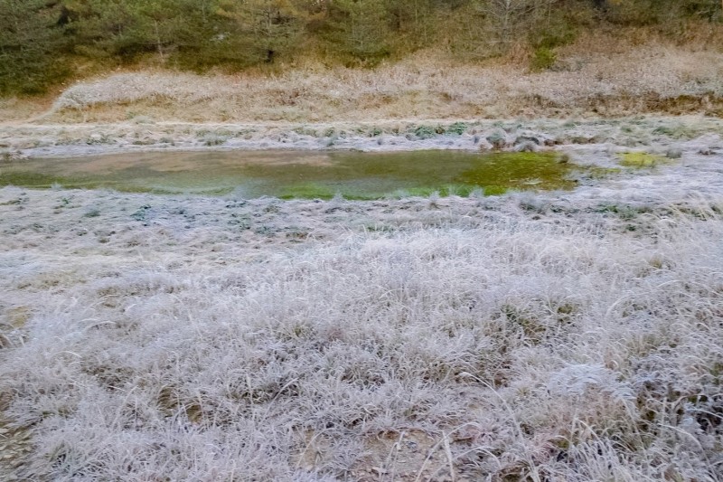 福壽山農場已可見一片白茫茫的結霜景象。（福壽山農場提供）