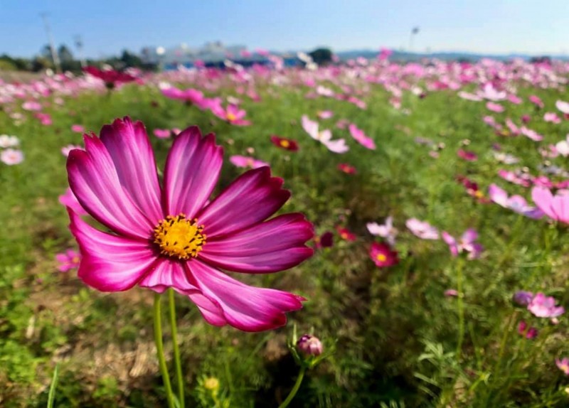 花壇鄉三春老樹紅、黃、白、粉等多重顏色波斯菊綻放，有如鋪上大片的花毯，色彩繽紛迷人。（顧勝敏提供）