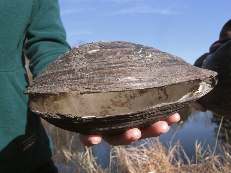 美國紐澤西州亨特敦縣一座池塘日前傳出遭到巨型貝類入侵，蚌殼尺寸大小雖顛覆外界想像，據稱恐擴散到鄰近的德拉瓦河、破壞生態。（美聯社）