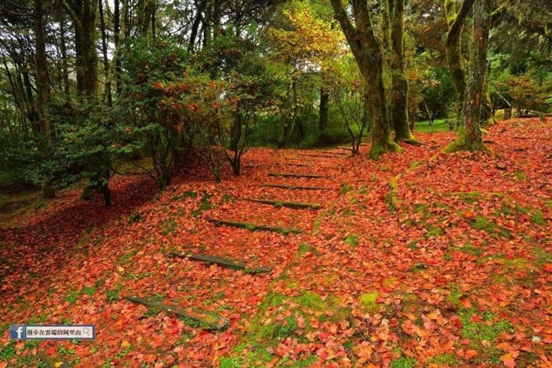 阿里山植物園的「紅葉地毯」。（圖由黃源明提供）