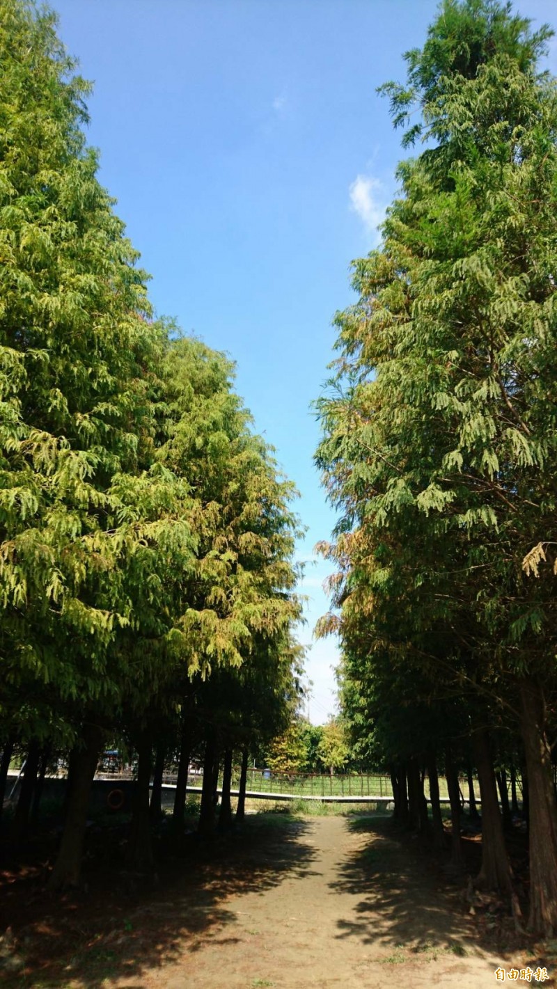 這波強烈冷氣團冷度夠，讓六甲落羽松林顏色變更紅了，搭配藍天很美。（記者楊金城攝）