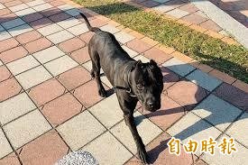 光告誡內有惡犬還不夠、咬傷人飼主還是要負責。犬隻示意圖。（資料照，記者楊政郡攝）