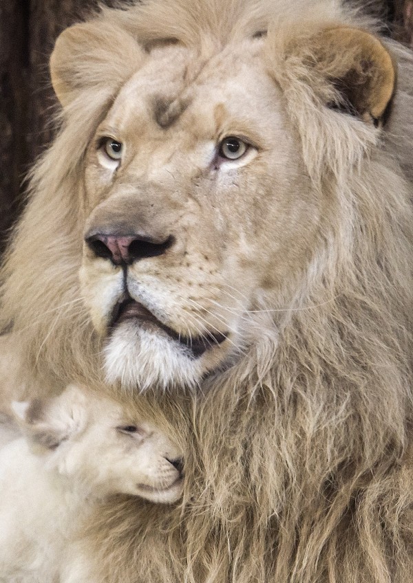 巴基斯坦的克拉嗤動物園（Karachi Zoological Gardens）週一（9日）發生一起駭人事件，飼育員在籠外餵食白獅時，左手臂突遭狠咬，雖掙扎40多秒後順利脫困，卻被咬得血肉模糊，血腥畫面嚇得園中遊客不斷尖叫。圖為白獅示意圖，與當事新聞無關。（美聯社）