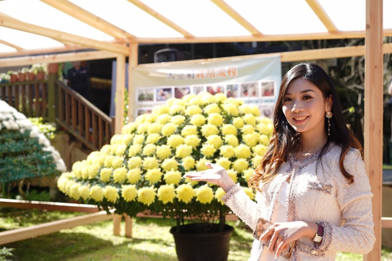 大立菊 千輪綻放 台大溪頭菊展鮮花配美人超吸睛 生活 自由時報電子報