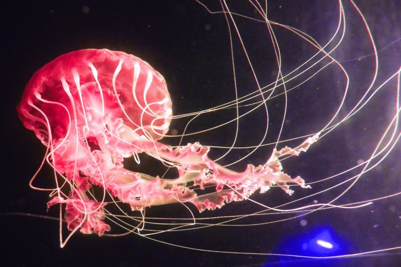 海中「大紅牡丹」絕美，罕見黑海刺水母現身海生館。（記者蔡宗憲翻攝）