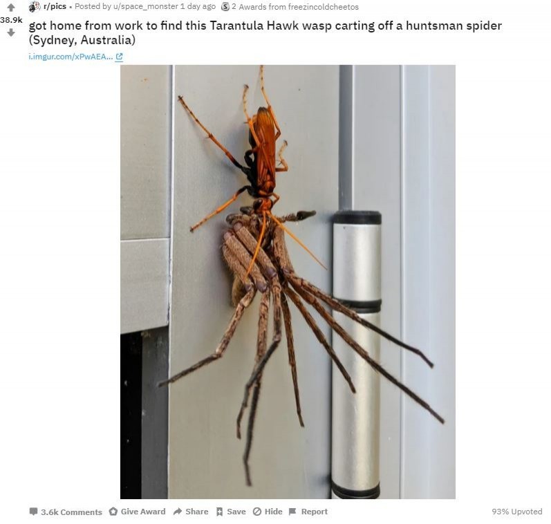 近期，雪梨（Sydney）有網友，在家門前親眼目睹一隻橘色蛛蜂（Cryptocheilus bicolor）捕捉到一隻體型「超巨大」的獵人蛛（Huntsman spider），立刻拿起手機捕捉這罕見的畫面，並上傳到網路上，引發大批網友熱議，還有網友笑稱，「看到照片就知道絕對是在澳洲」。（圖擷取自Reddit）