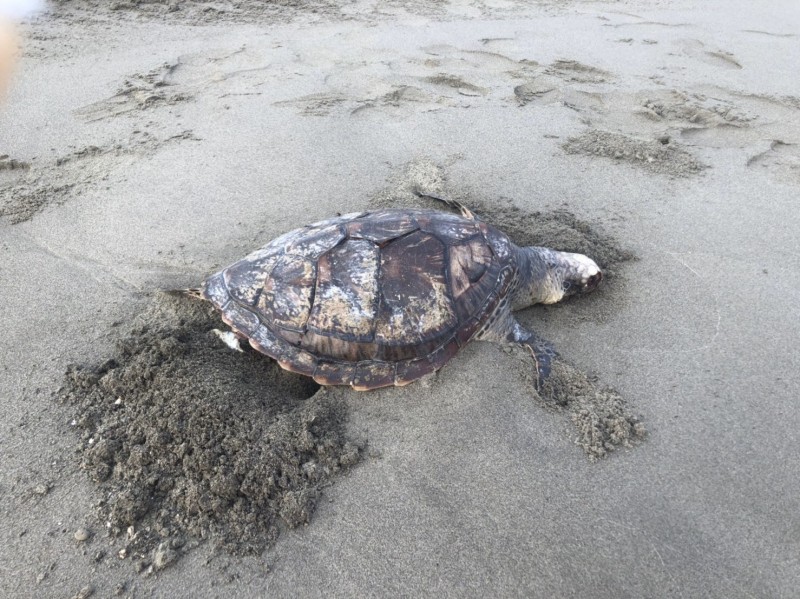 苗栗後龍海寶沙灘，26日驚見2隻死亡綠蠵龜。（海巡署提供）