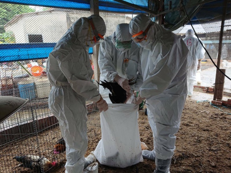 台南市傳第2例禽流感雞隻，確診為H5N5亞型禽流感，今日完成撲殺8209隻黑羽土雞。（記者王涵平翻攝）