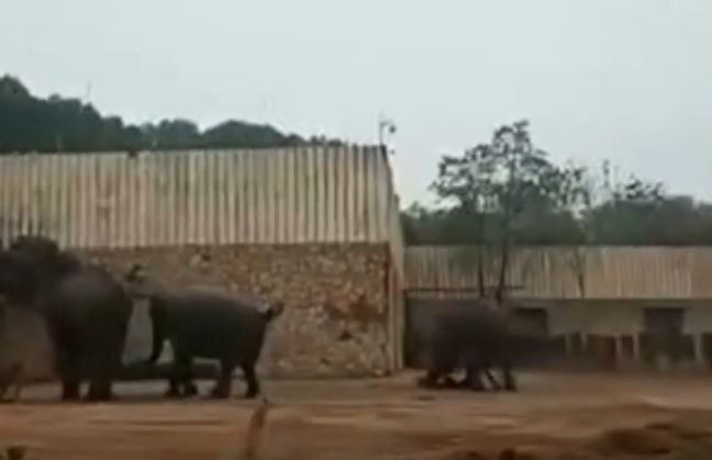動物園大象 發情 踩死飼育員遊客嚇慘喊 快來救人阿 國際 自由時報電子報