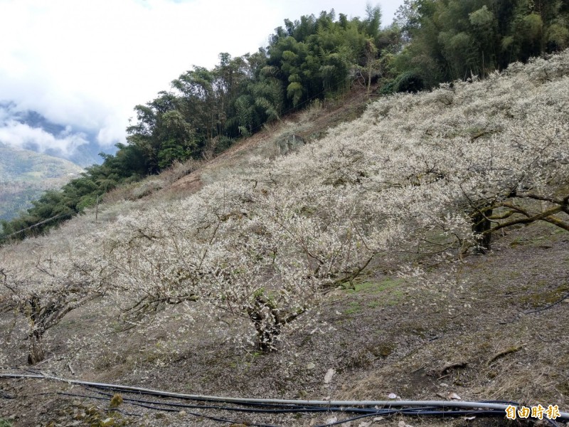 水氣 低溫催花 信義鄉外坪頂梅花大爆發 生活 自由時報電子報
