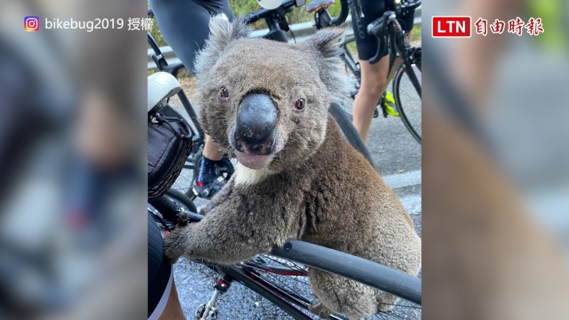 無尾熊爬上單車討水喝。（圖片由Instagram bikebug2019授權）