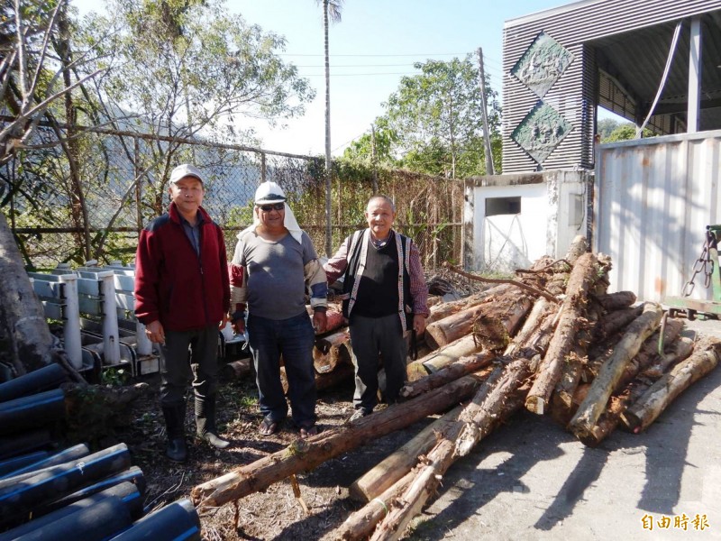 南投林管處首次提供林班地木頭給原民部落。（南投林管處提供）