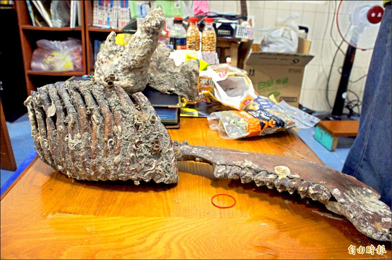 澎湖北寮村化石收藏豐專家跨海來 生活 自由時報電子報 澎湖北寮村化石收藏豐專家跨海來 生活 自由時報電子報