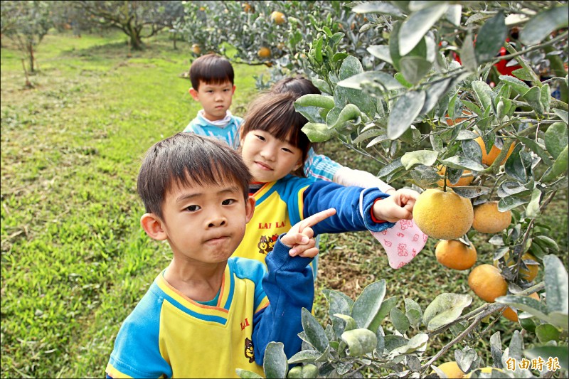 《雲林》幼童逛茂谷柑園 品嘗在地鮮滋味 - 生活 - 自由時報電子報