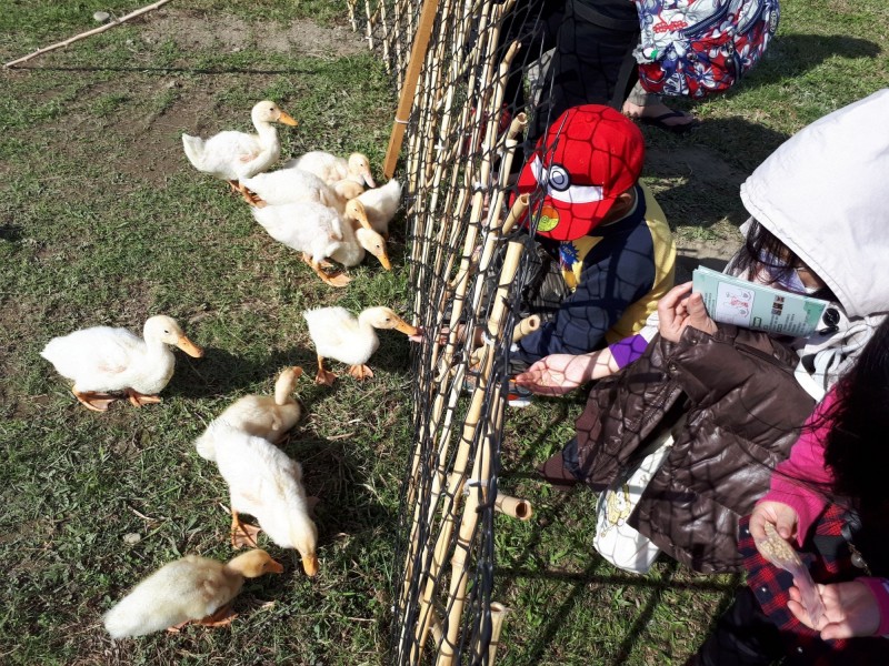 親子可在鴨鴨公園體驗農家樂，現場將發放免費飼料。（新北高灘處提供）