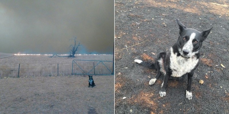 左圖為邊境牧羊犬佩西將綿羊引領到安全地帶後，站在野火逼近農田中的畫面。（patsythecorryongwonderdog＠IG）