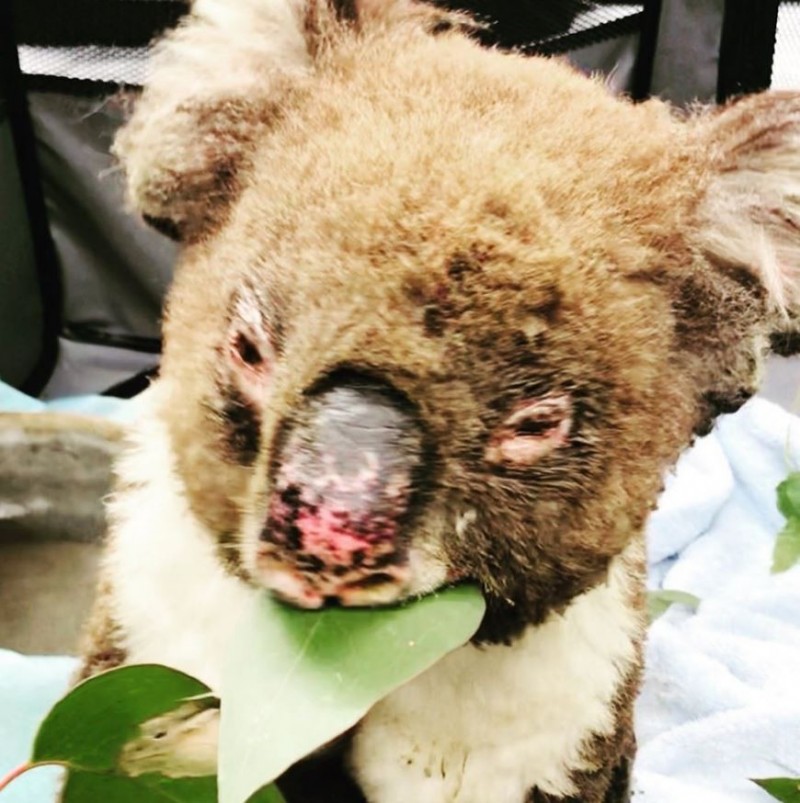 近日，澳洲「阿得雷德無尾熊救援組織」（Adelaide Koala Rescue）便與學校合作，體育館設為「臨時收容區」，安置超過250隻受傷、失去家園的無尾熊。（圖擷取自臉書 Adelaide Koala Rescue）