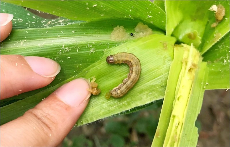 中國飄來的秋行軍蟲害則已在國內農田造成危害。（資料照，記者楊金城翻攝）