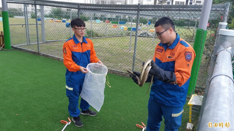 台東市一家幼兒園今天一早有蛇入侵，小朋友發現後超冷靜，消防員獲報火速趕到捕獲入袋。（記者黃明堂攝）