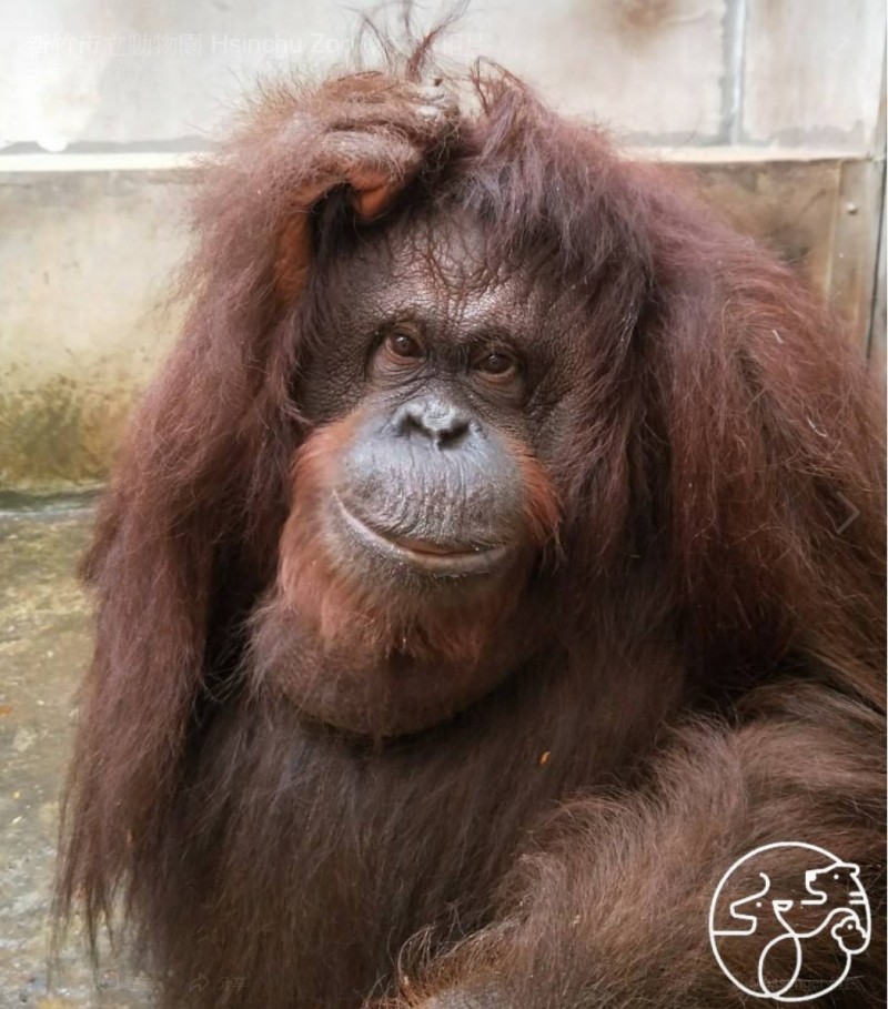 新竹市立動物園剛開幕不久，卻傳出紅毛猩猩貝比今天下午從樹上摔下來，經搶救仍傷重不治。（資料照。新竹市府提供）