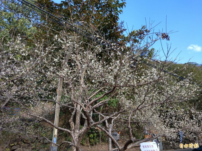 信義鄉賞梅進入高峰，預計賞梅還能持續一週至十天。（記者劉濱銓攝）