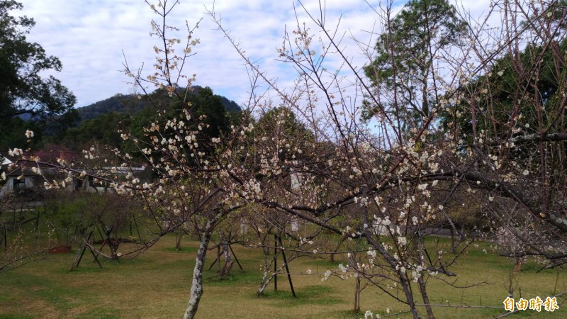 角板山行館園區的梅花凋謝速度快。（記者李容萍攝）