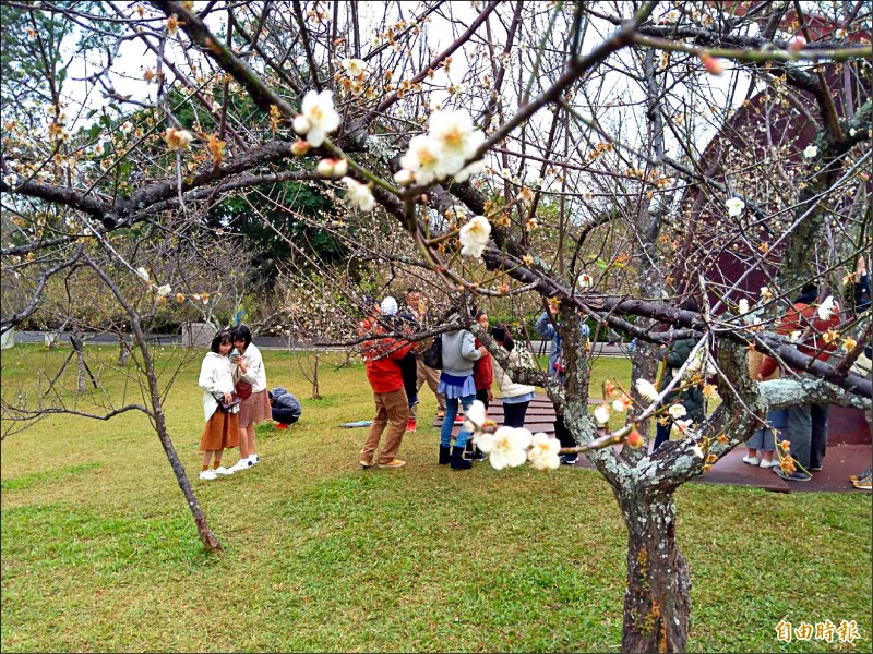 角板山行館園區的梅花凋謝速度快，少了梅花盛開美景，梅花季系列藝文樂賞活動仍辦的熱鬧滾滾。（記者李容萍攝）