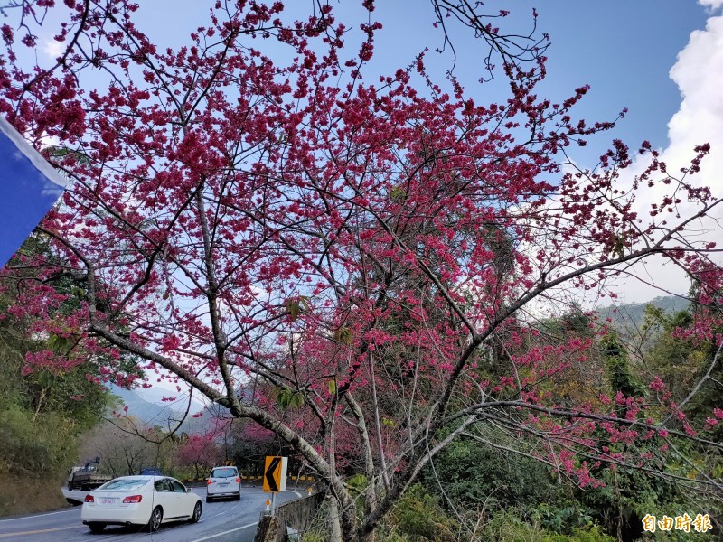 仁愛鄉台14線南豐村至霧社路段兩旁的山櫻花已經盛開。（記者佟振國攝）